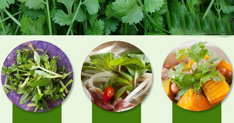 Xem nhanh cẩm nang kết hợp rau thơm chuẩn cho từng món ăn Việt 